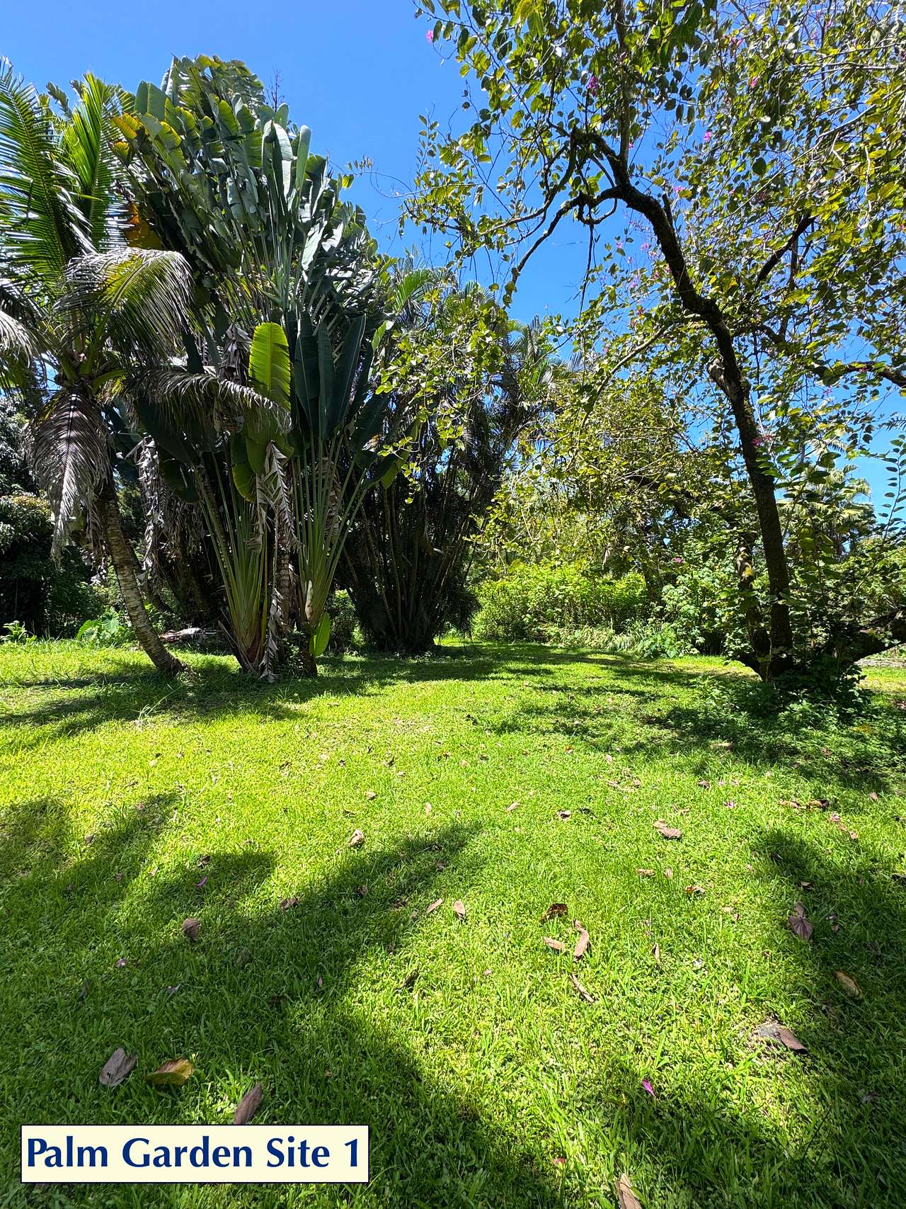 Palm Garden Site 1