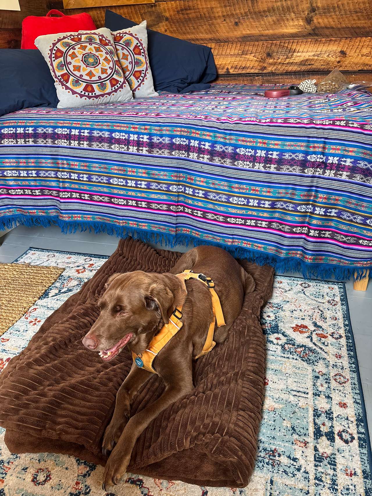 Very dog friendly. 