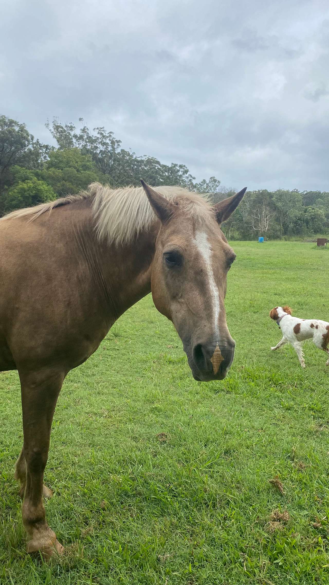 Clyde our resident horse and my dog Sebastian 