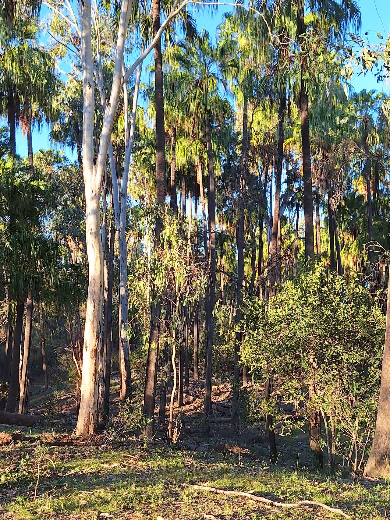 Currawong