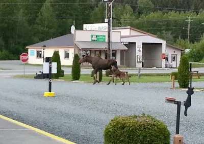 Haines Hitch-Up RV Park