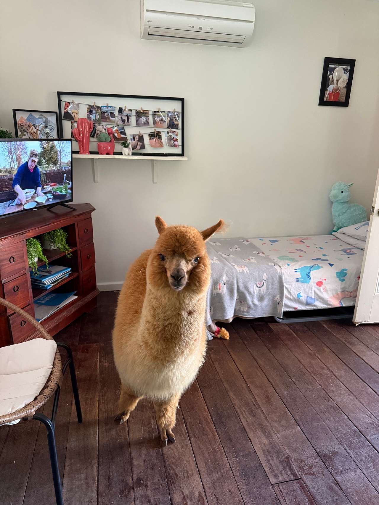 Mamoes Alpaca Farm