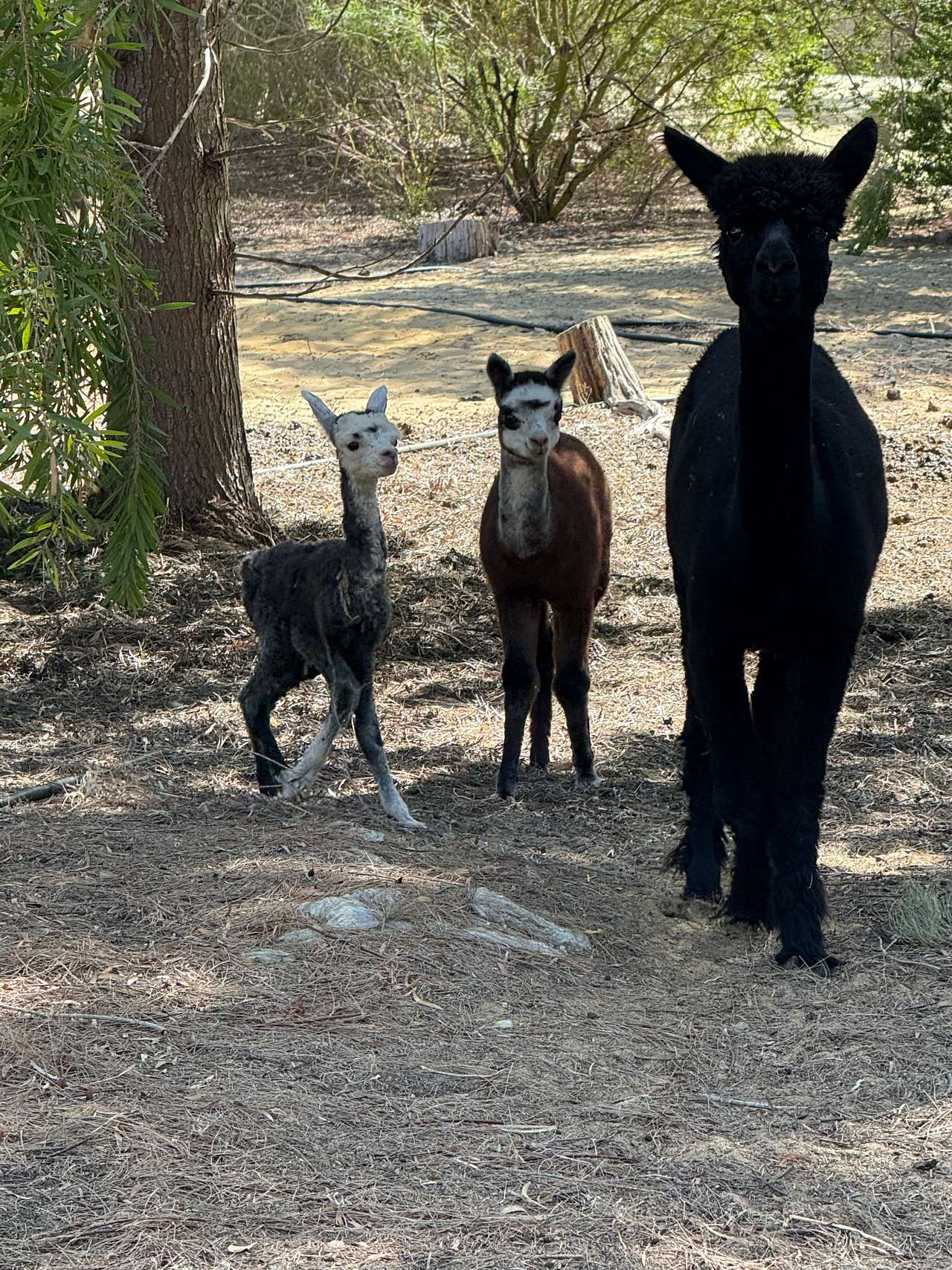 Mamoes Alpaca Farm