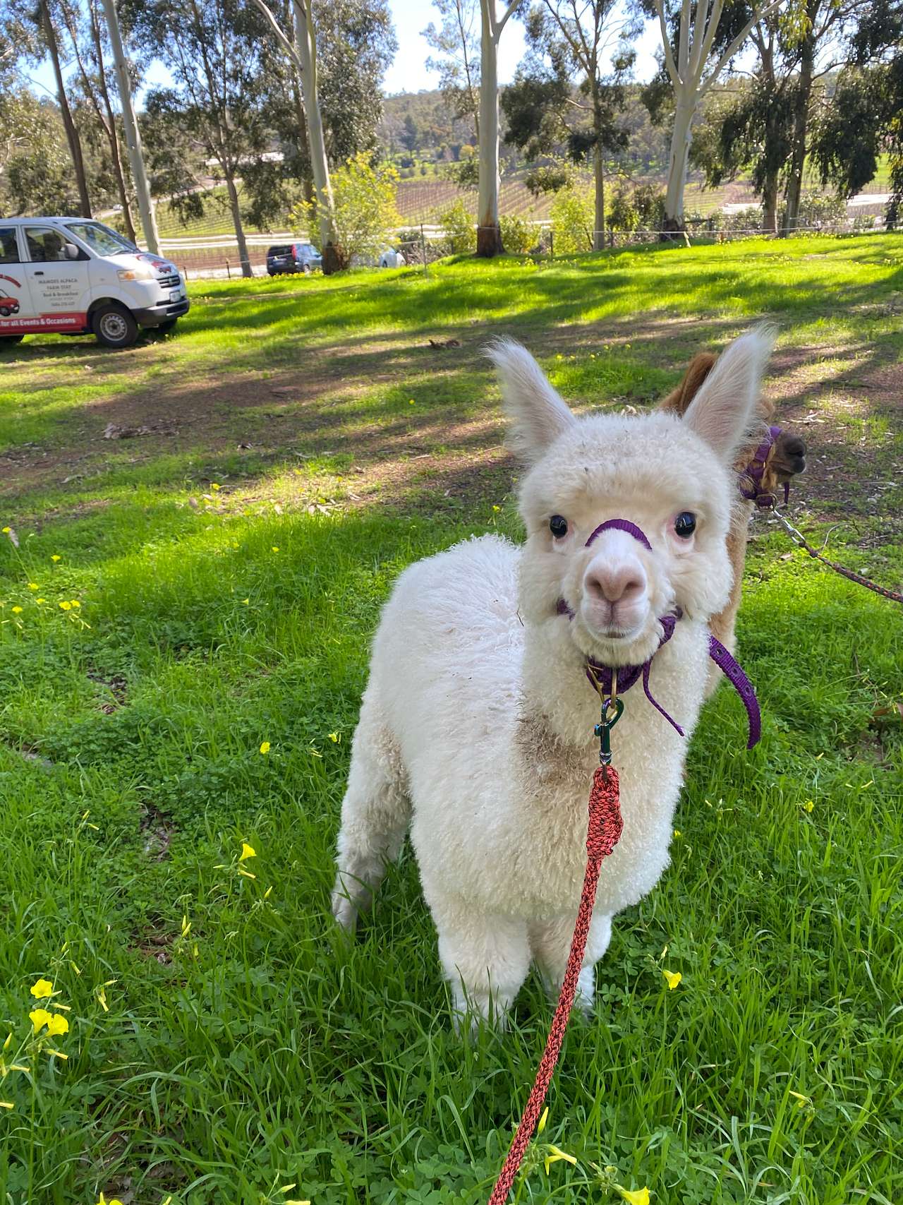 Mamoes Alpaca Farm