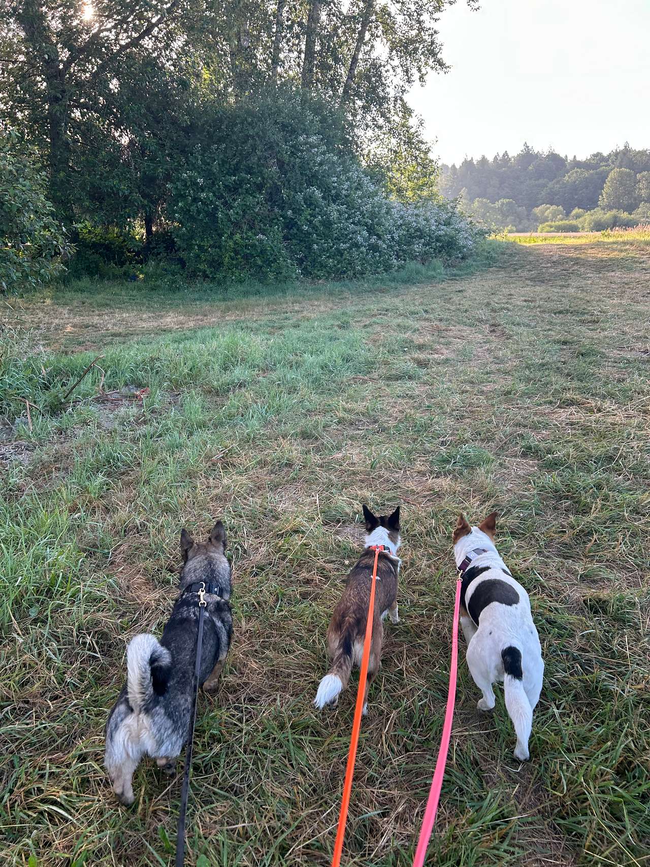 Novelty Hill Farm