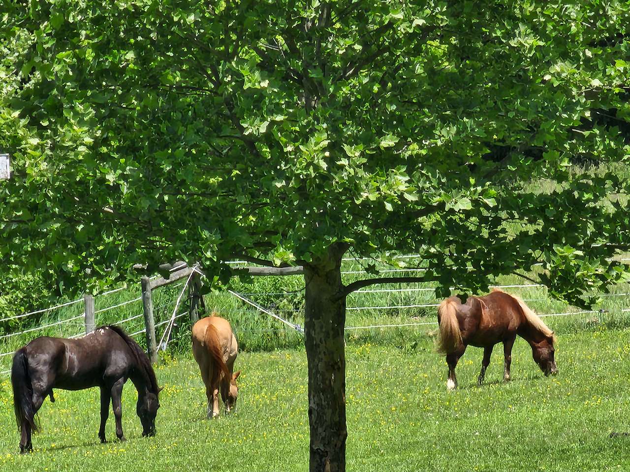SWEETDALE