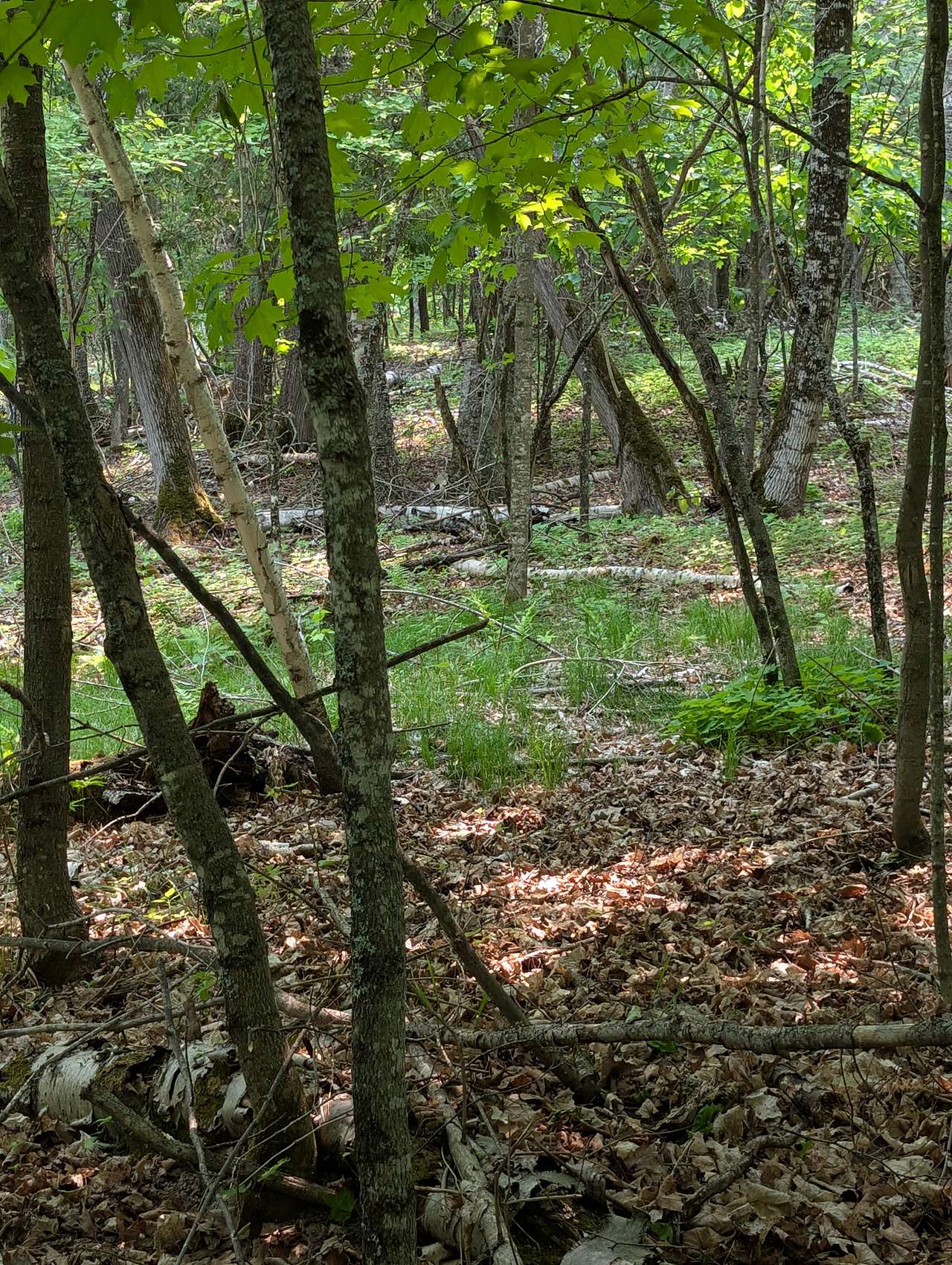 Wild Mint Pond