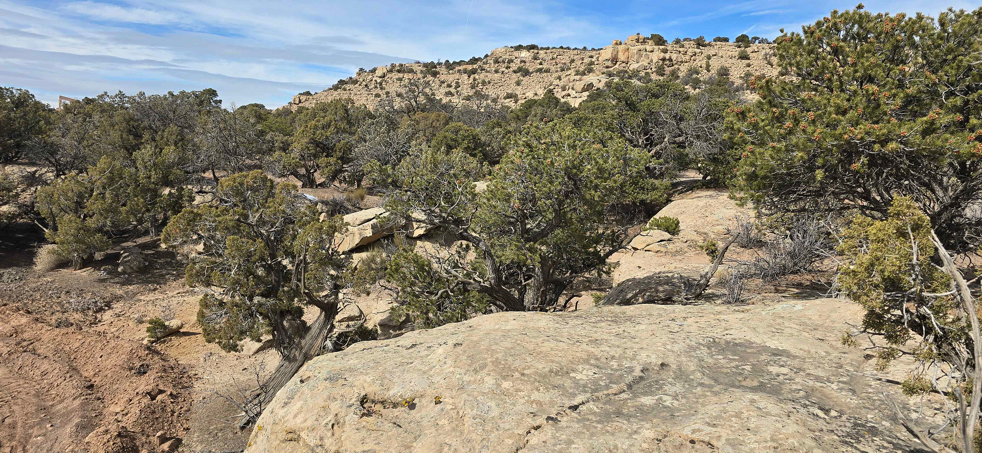 Wild Wolf Ridge