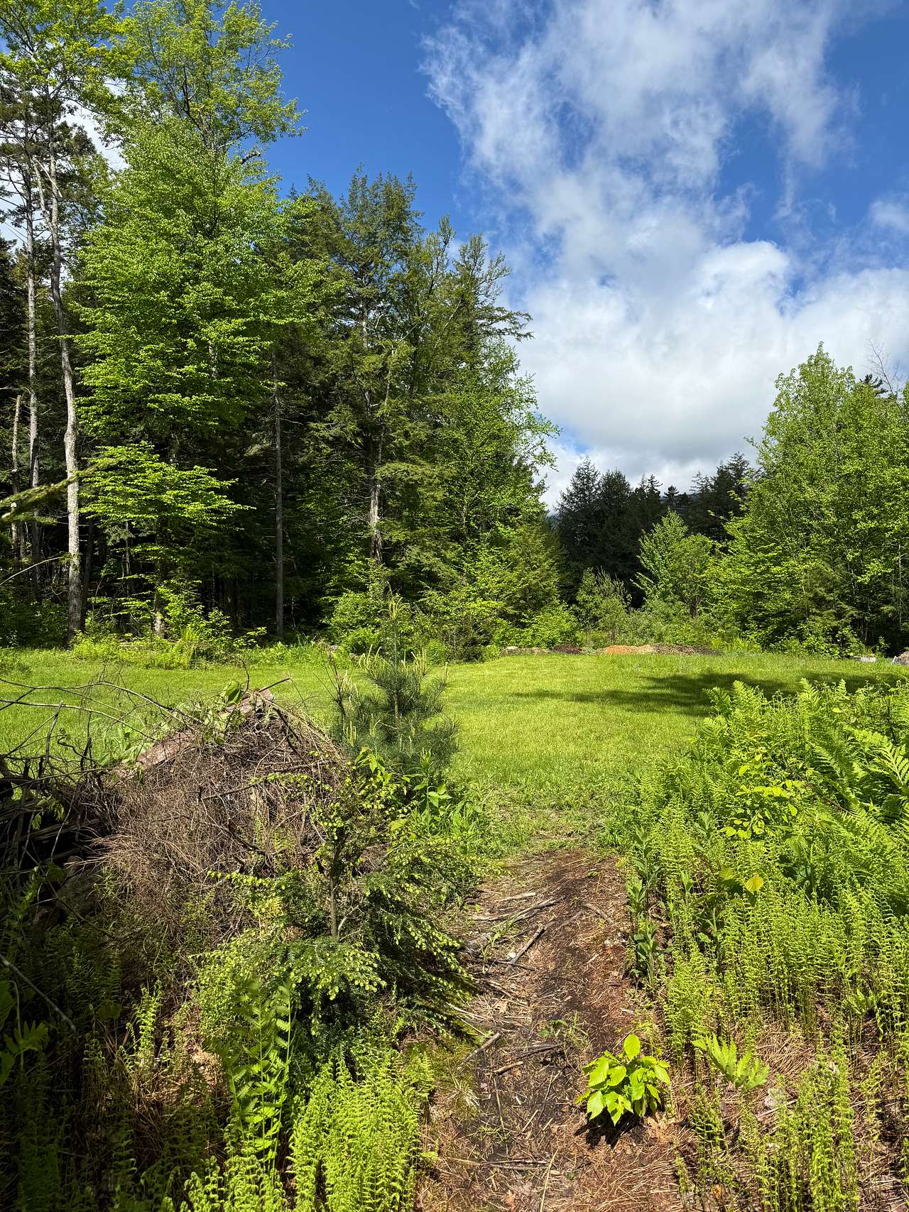 Secluded Meadow With MTB Trails