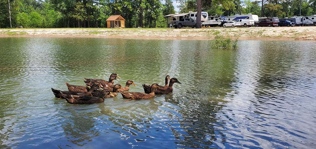 Bug Out RV Park