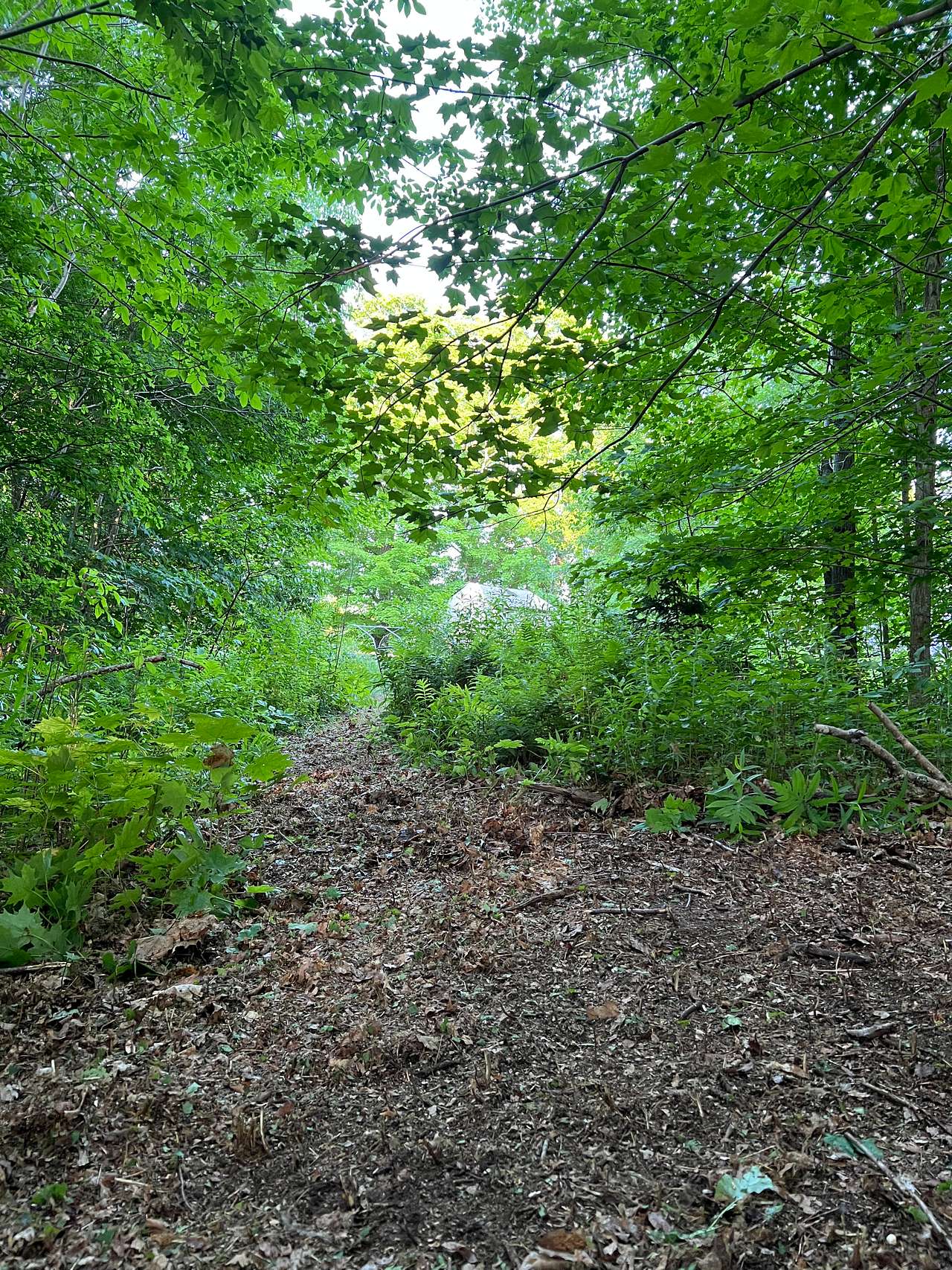 View from campsite looking out towards the path leading into it. 