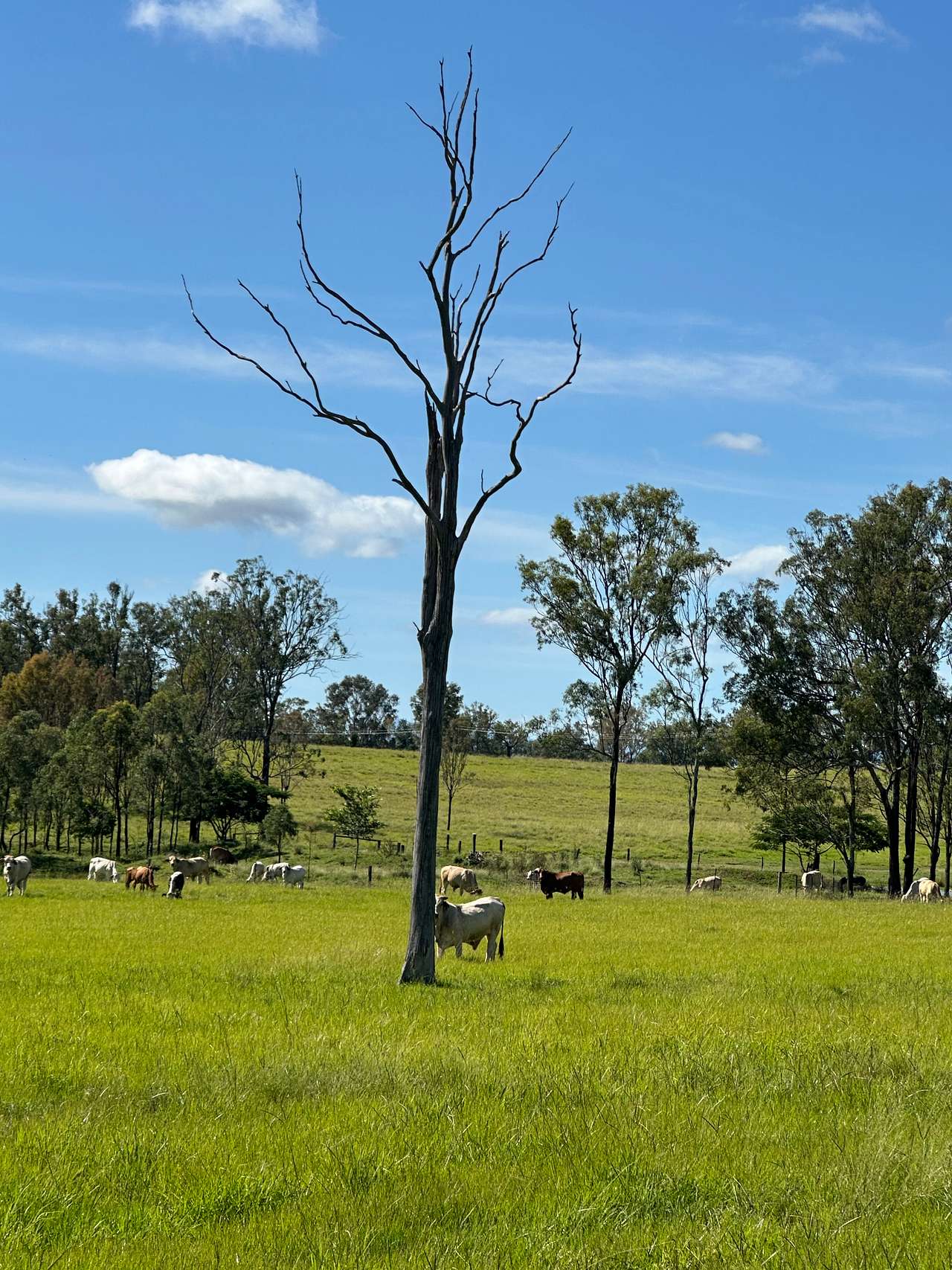 Funny Farm Frazerview