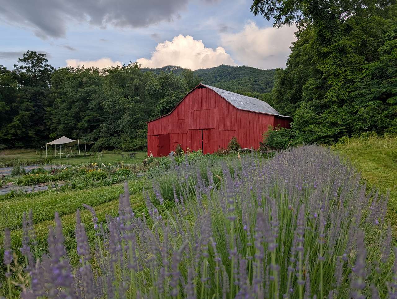 Harvey Family Flower Farm