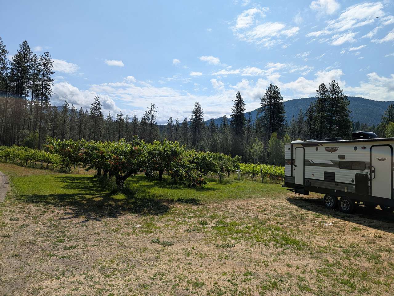 Backed up into those cherry trees