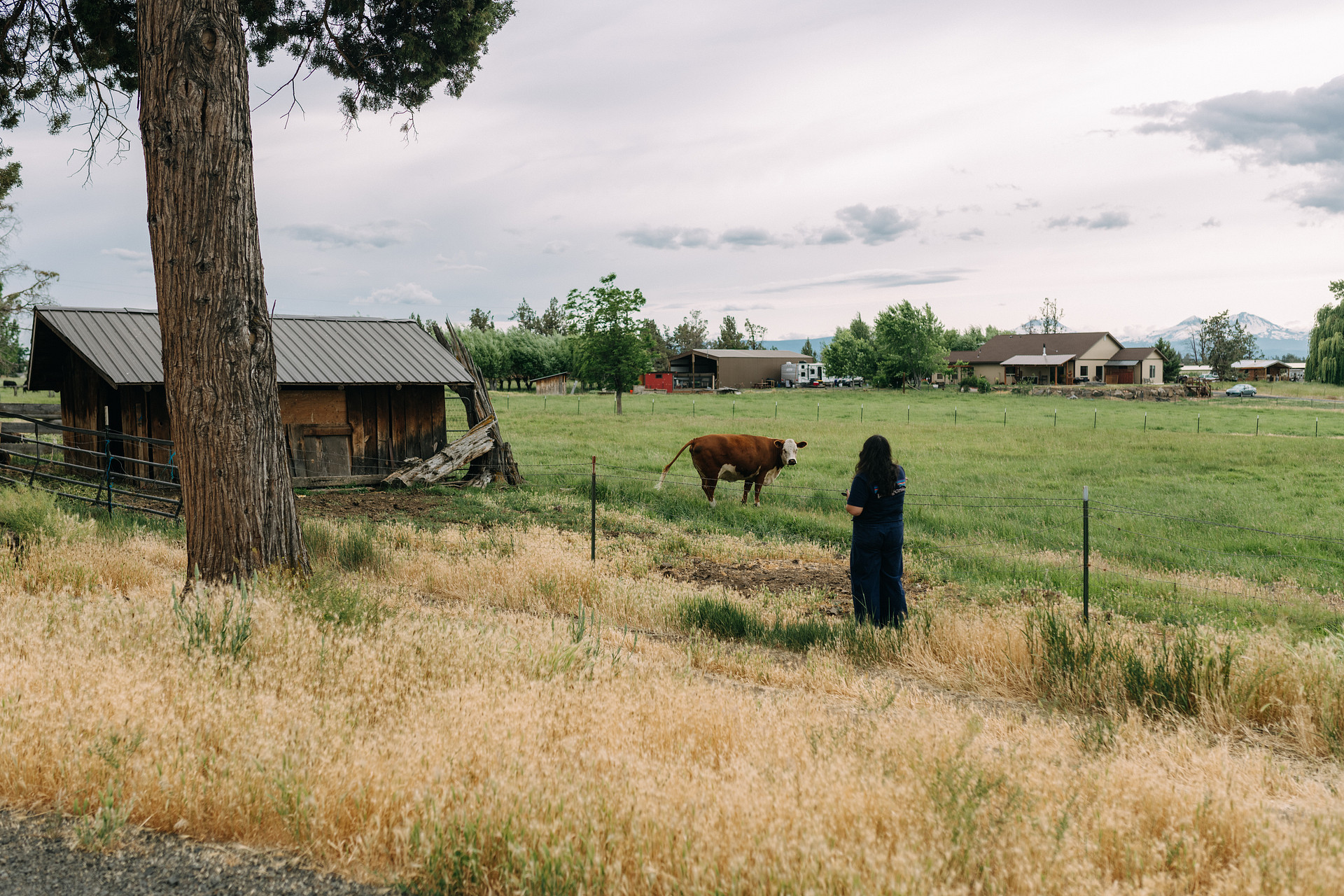 Went to go say hi to the cows on the property