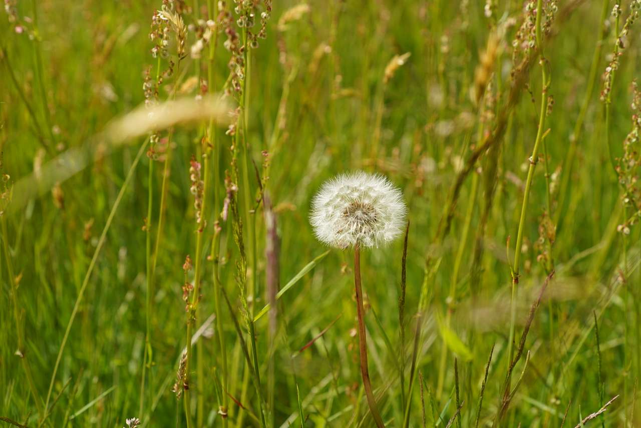 Felin Uchaf Meadow Camping