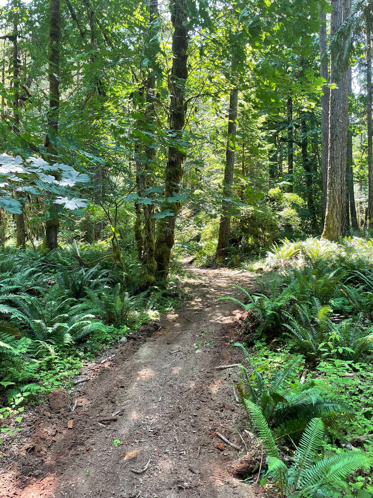 Mystic Maples Forest Retreat