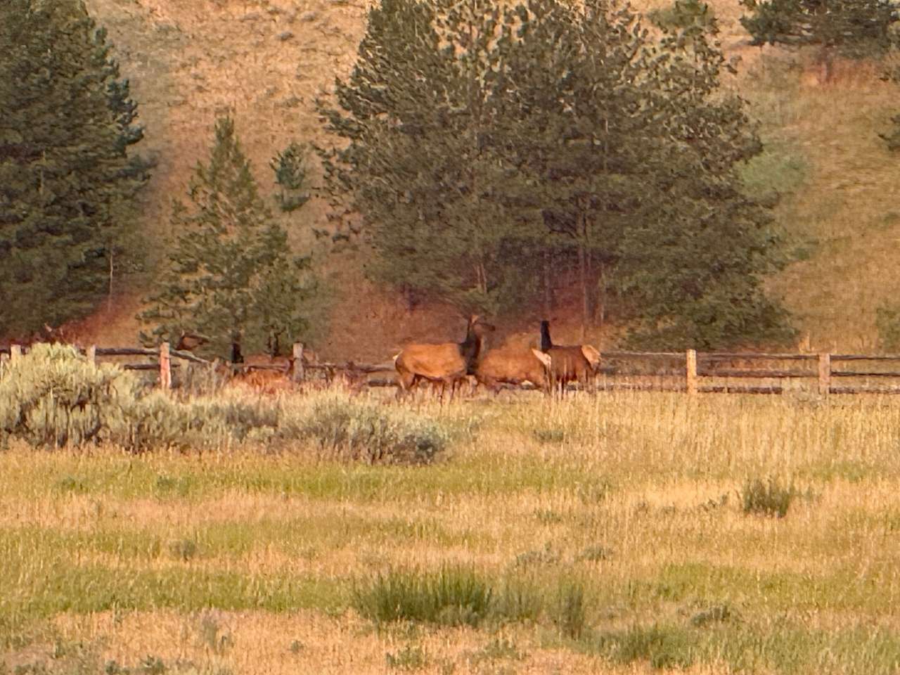 Bear Camp