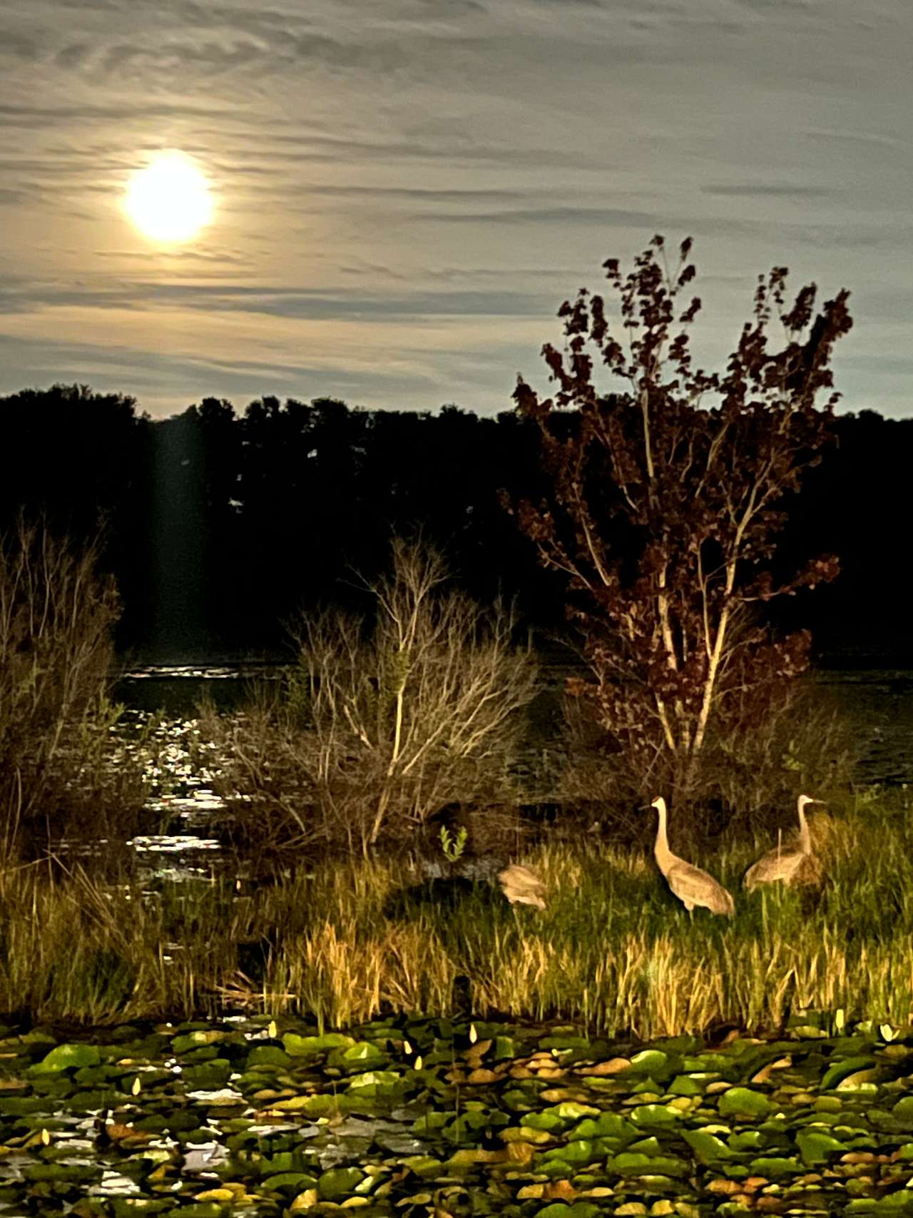 Wolf Branch Ranch
