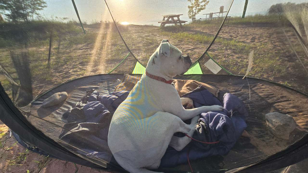 The dog's screen tent - for days when flying & mosquitoes bother her