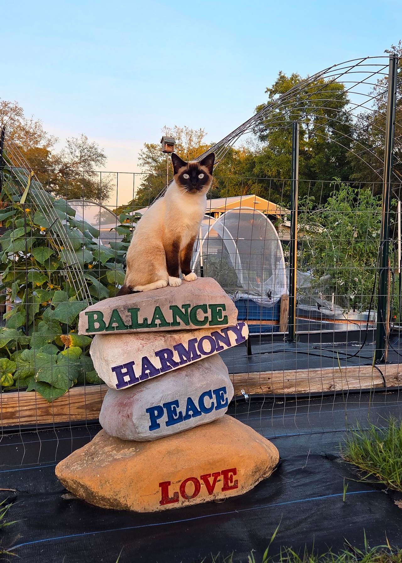 Luna the barn cat.