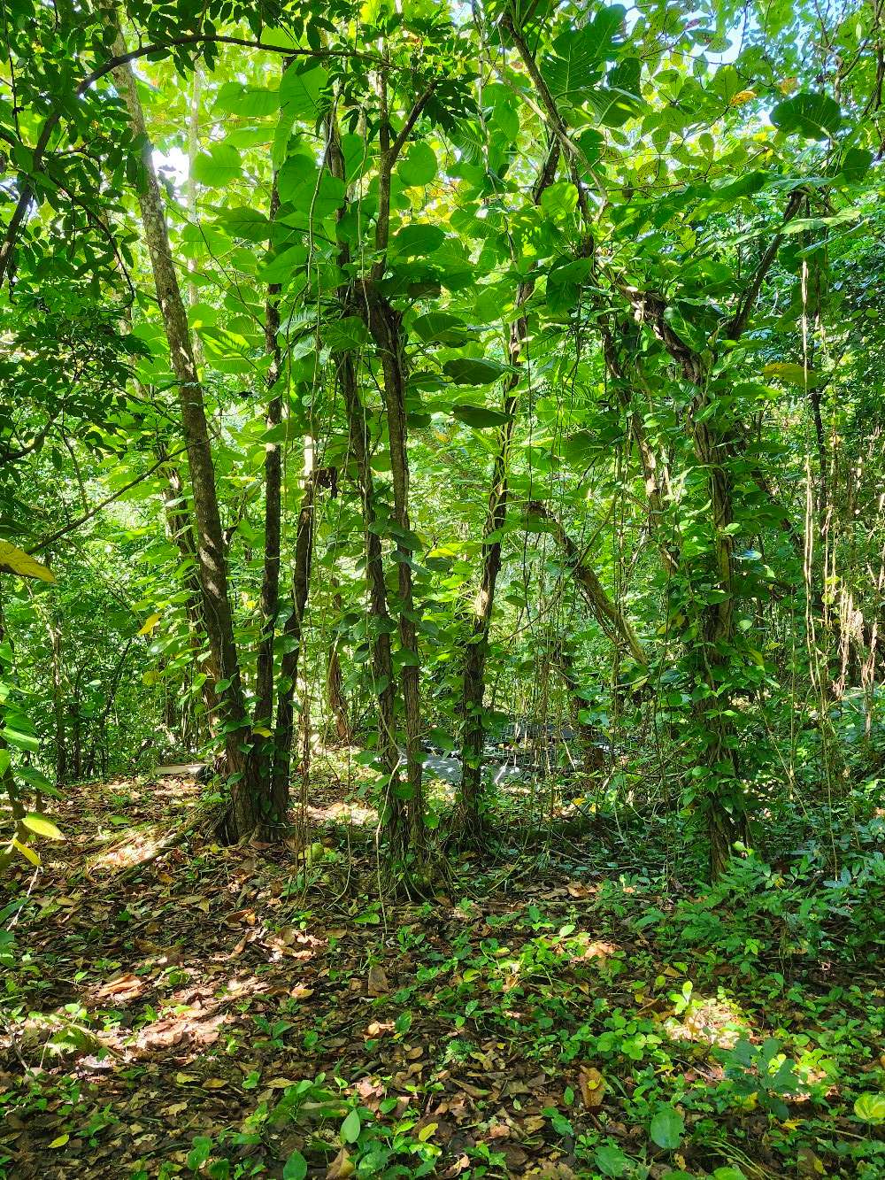 Terruño Azulverdoso