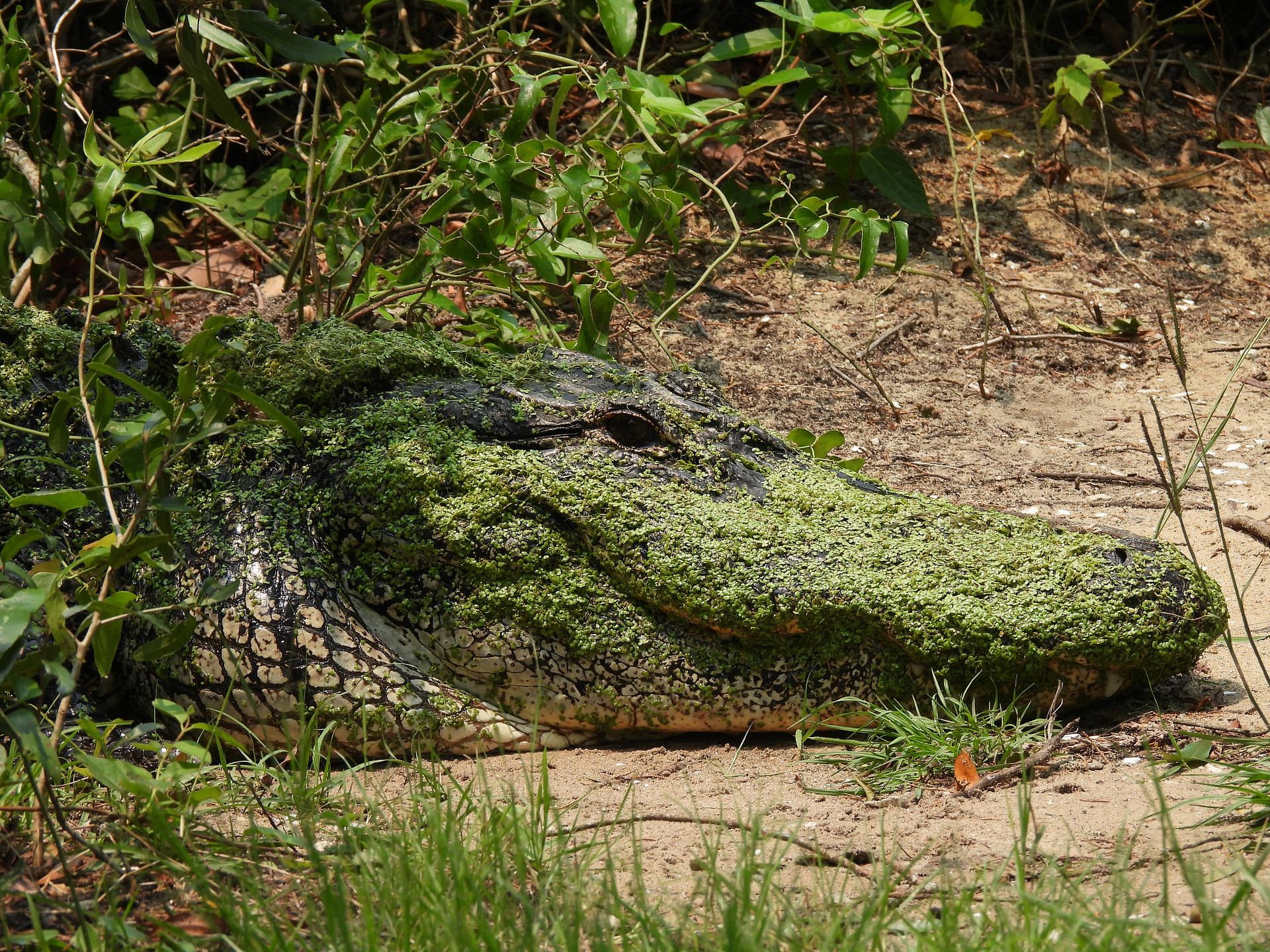 Huntington Beach State Park