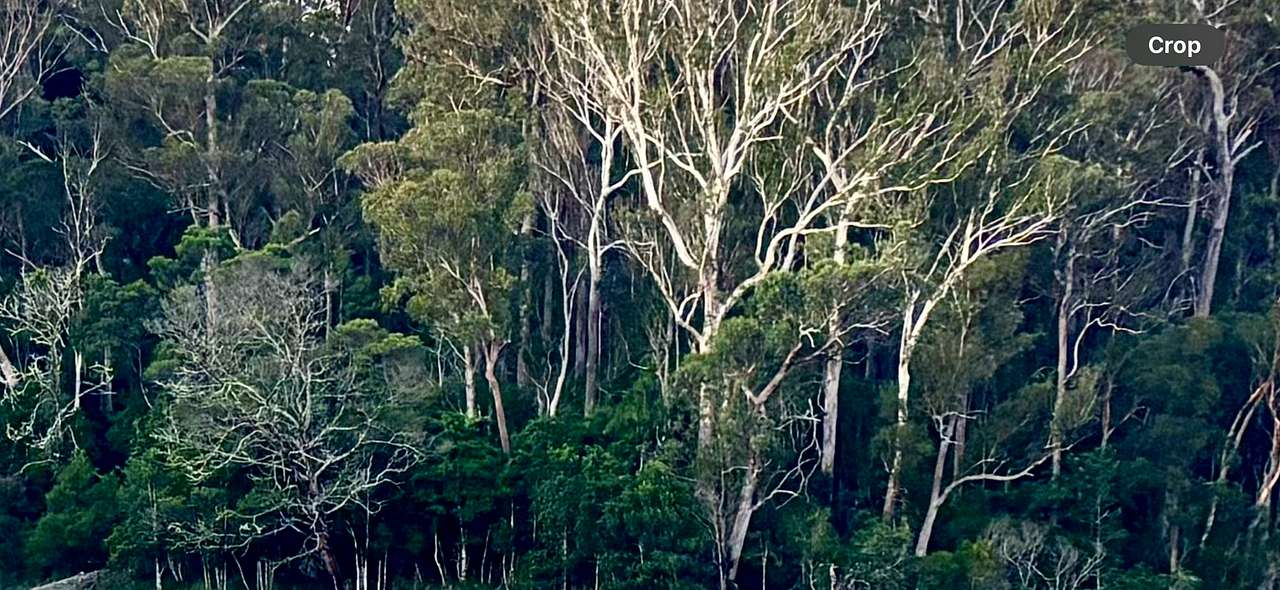 Bottom Paddock