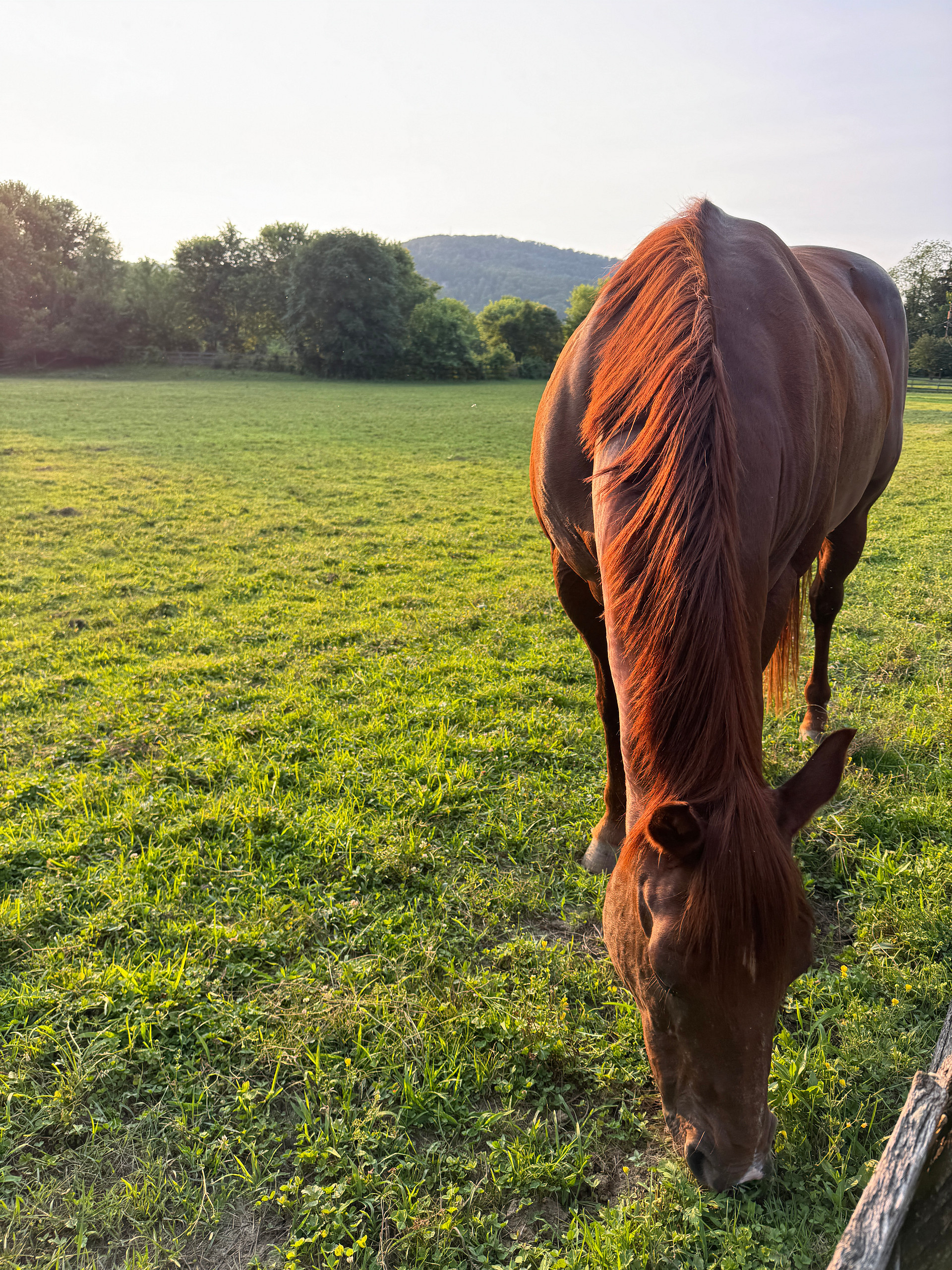 Rafeen Farm