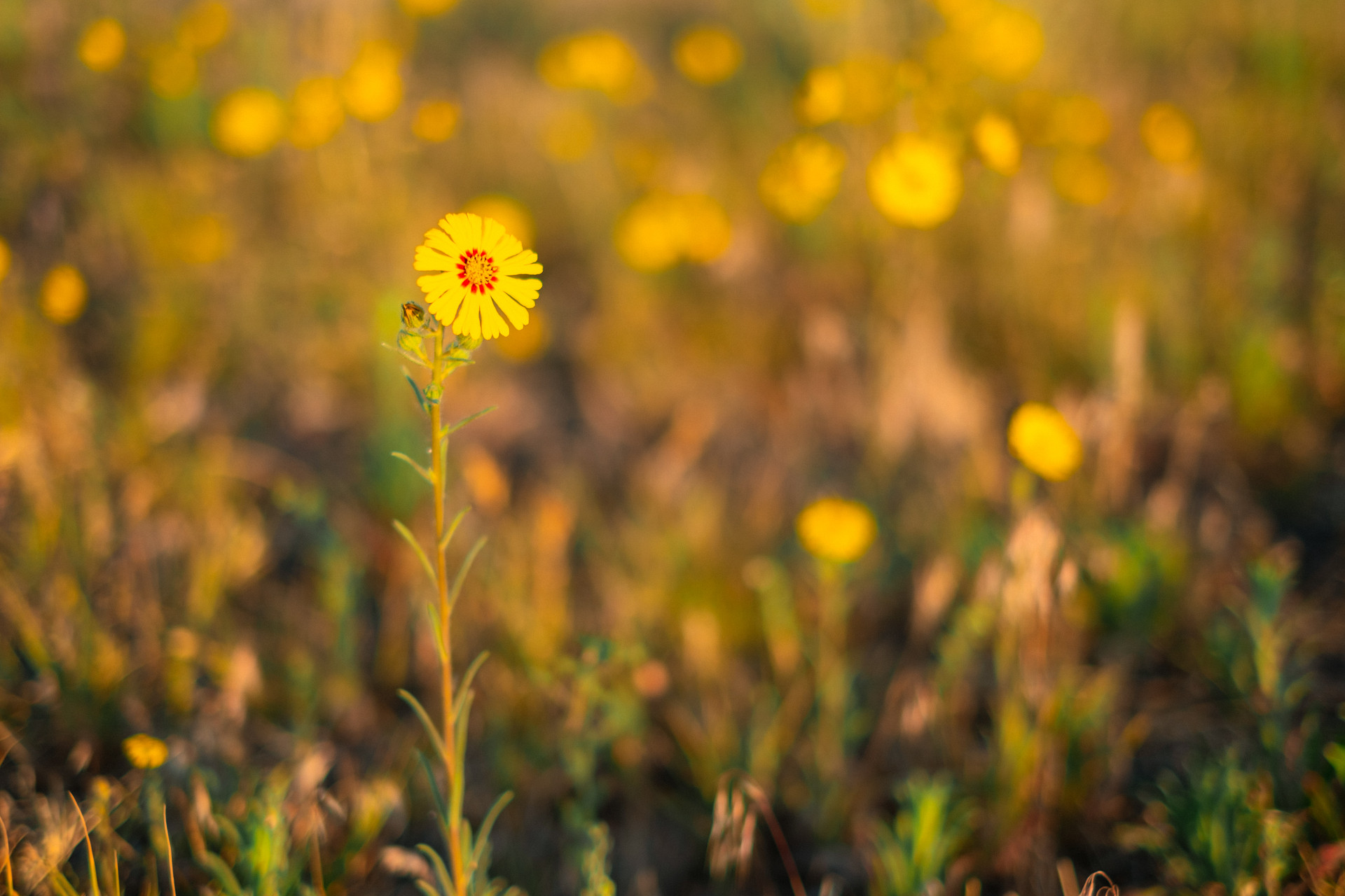 Some yellow flowers lined the site