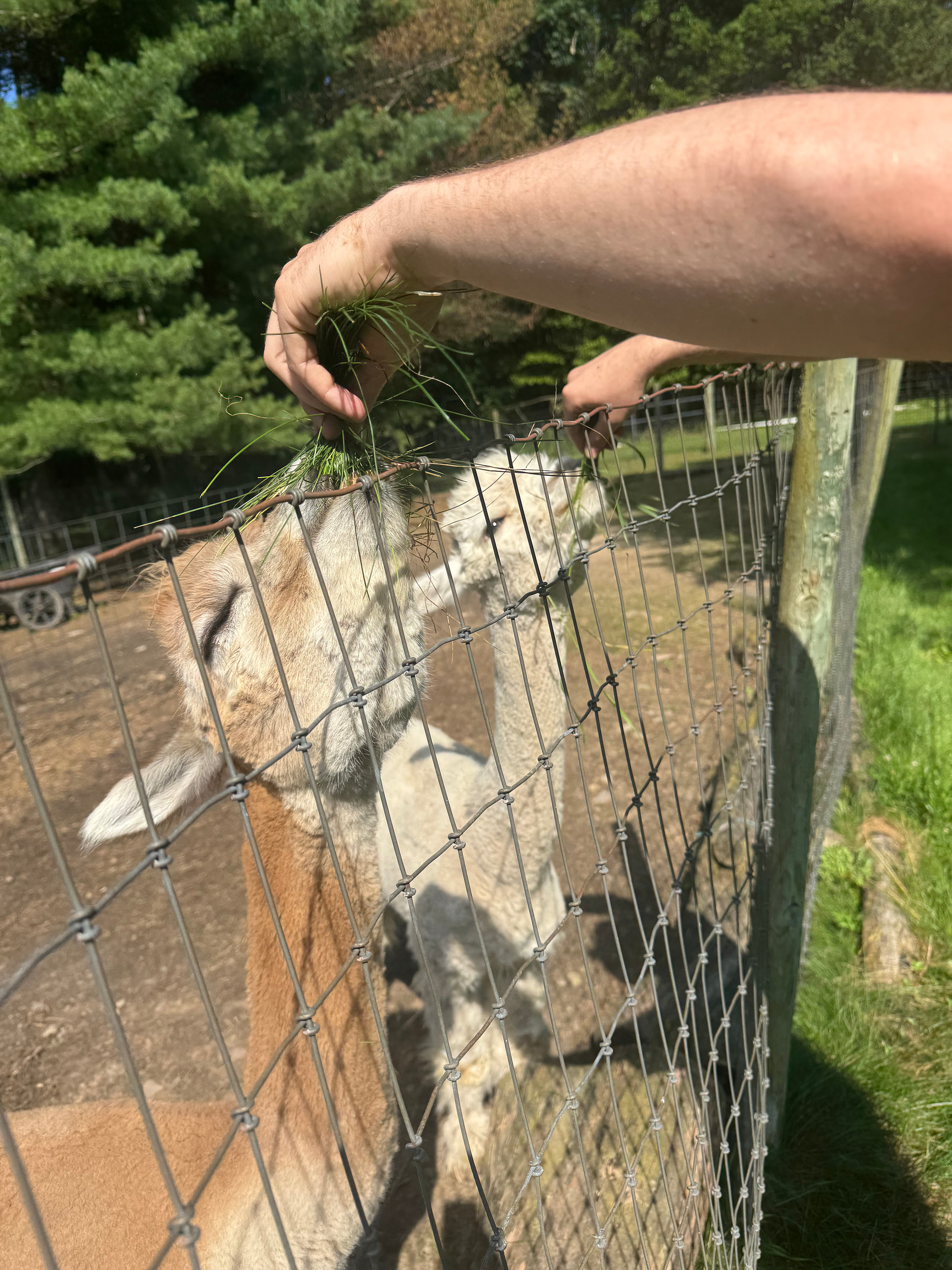 Pine Valley Alpacas