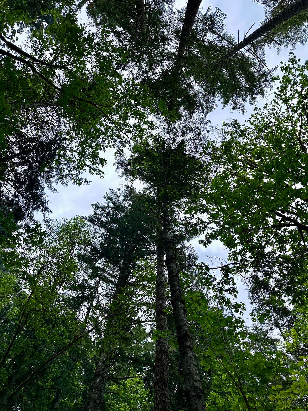 Rainbow Falls Campground