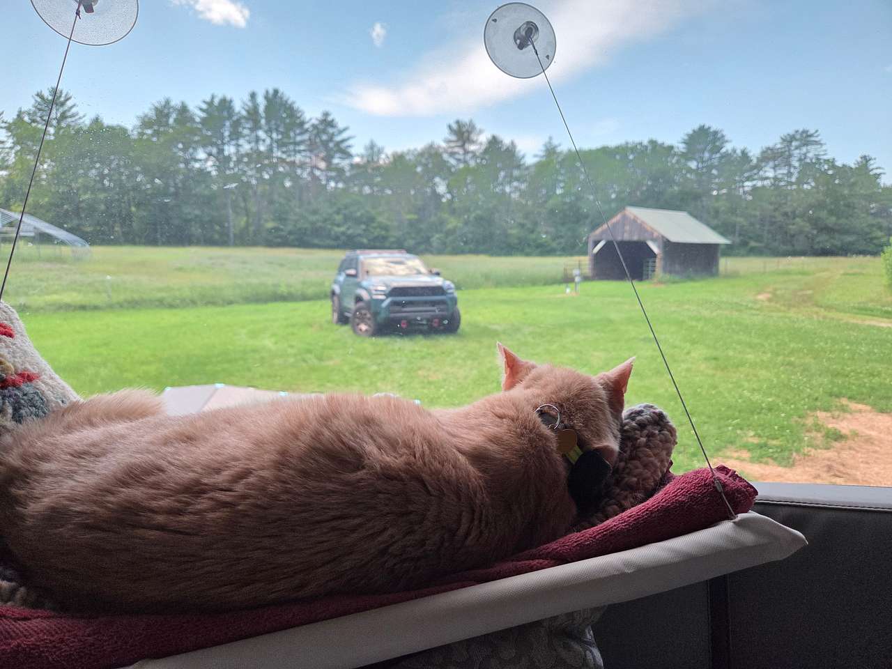Our Campin' Cat loved the view!