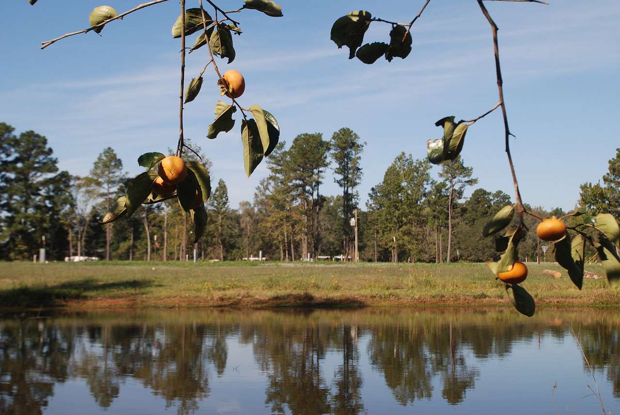 Piney Woods Village RV Park