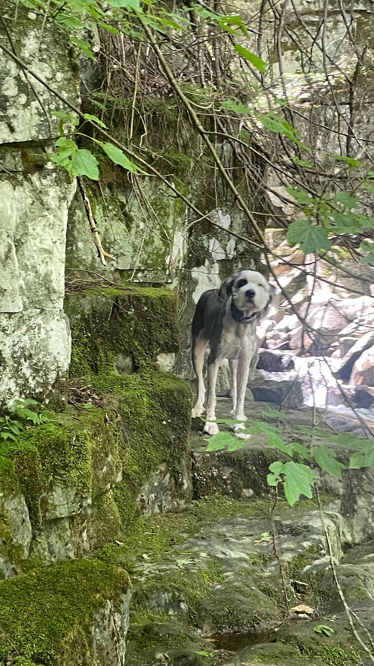 The Hollow at Dynamite Falls