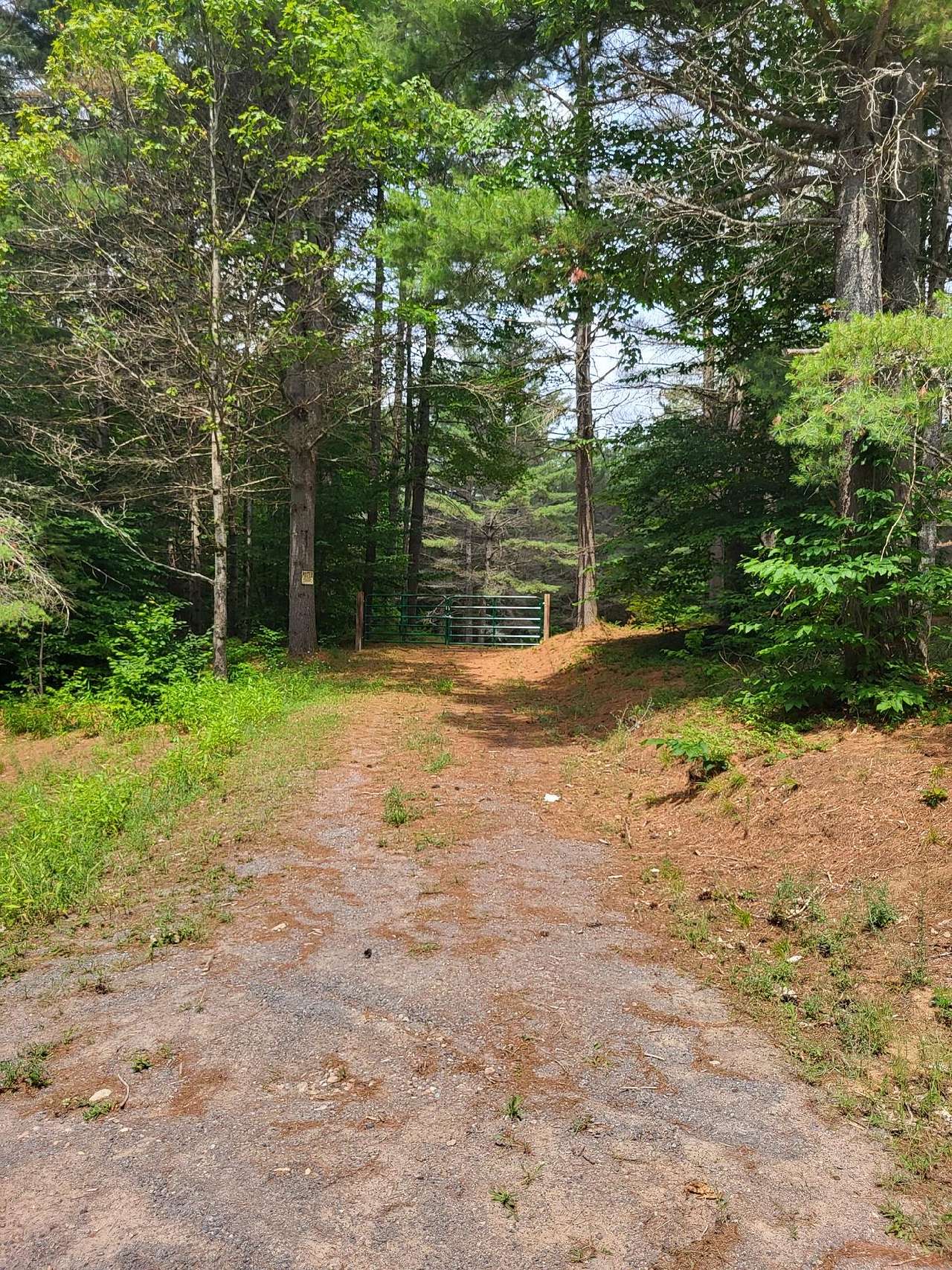 Singing Pines II