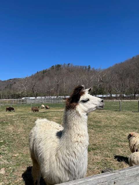 Hellbender Farm