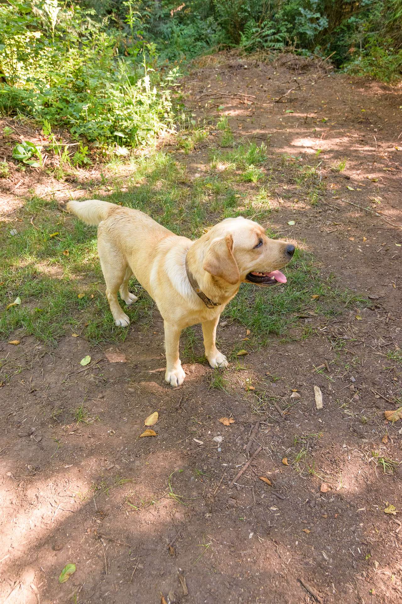One of the host's adorable dogs. They were so sweet!