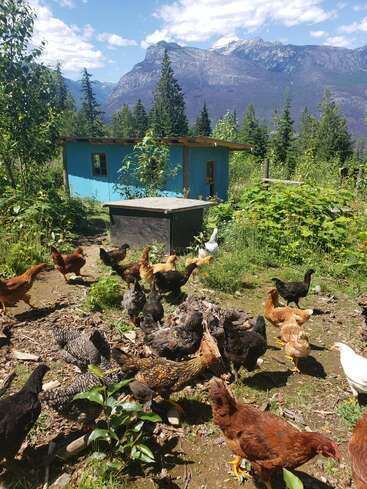 Perfect Puppy Ranch