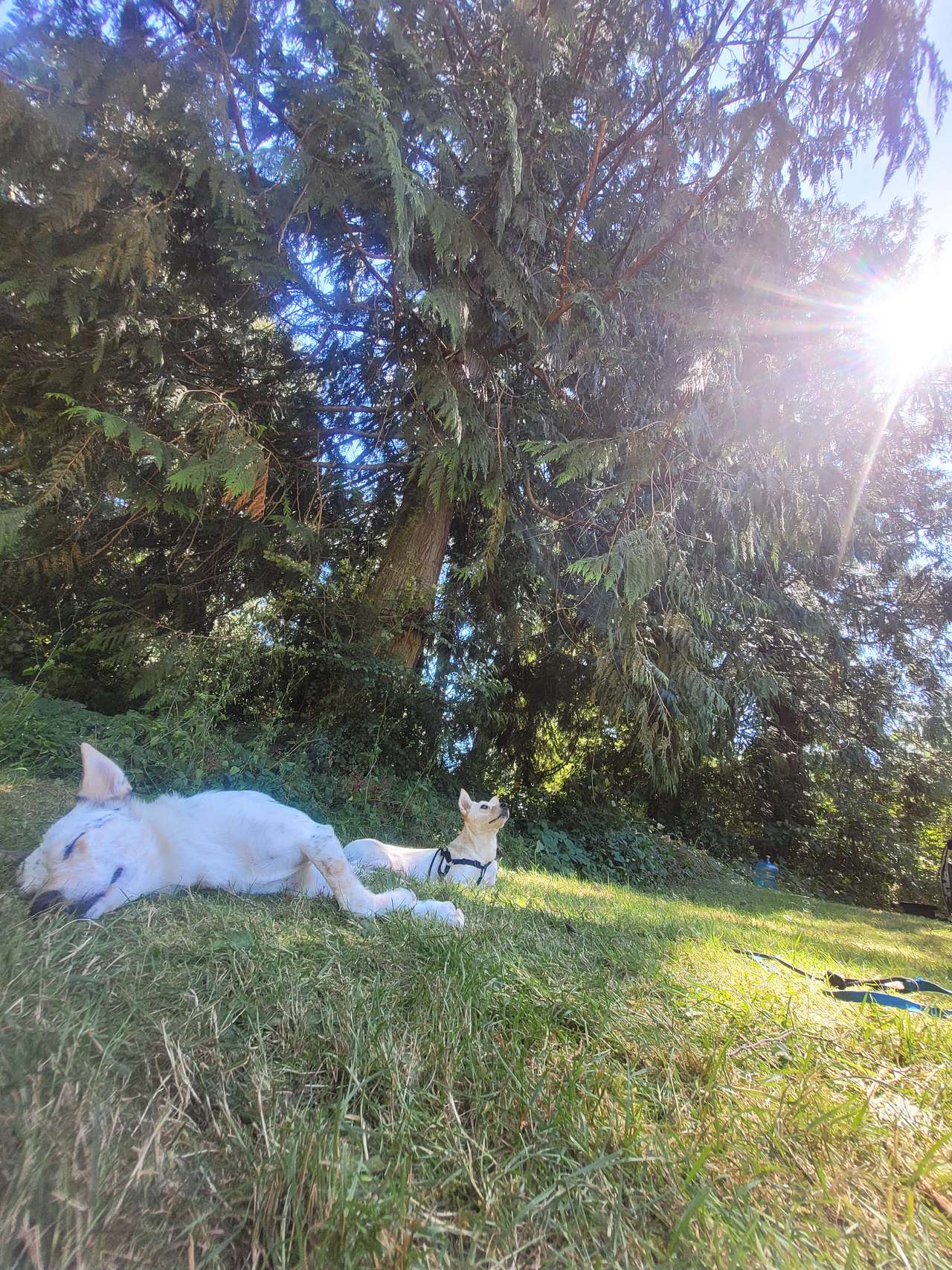 Private setting under tall trees
