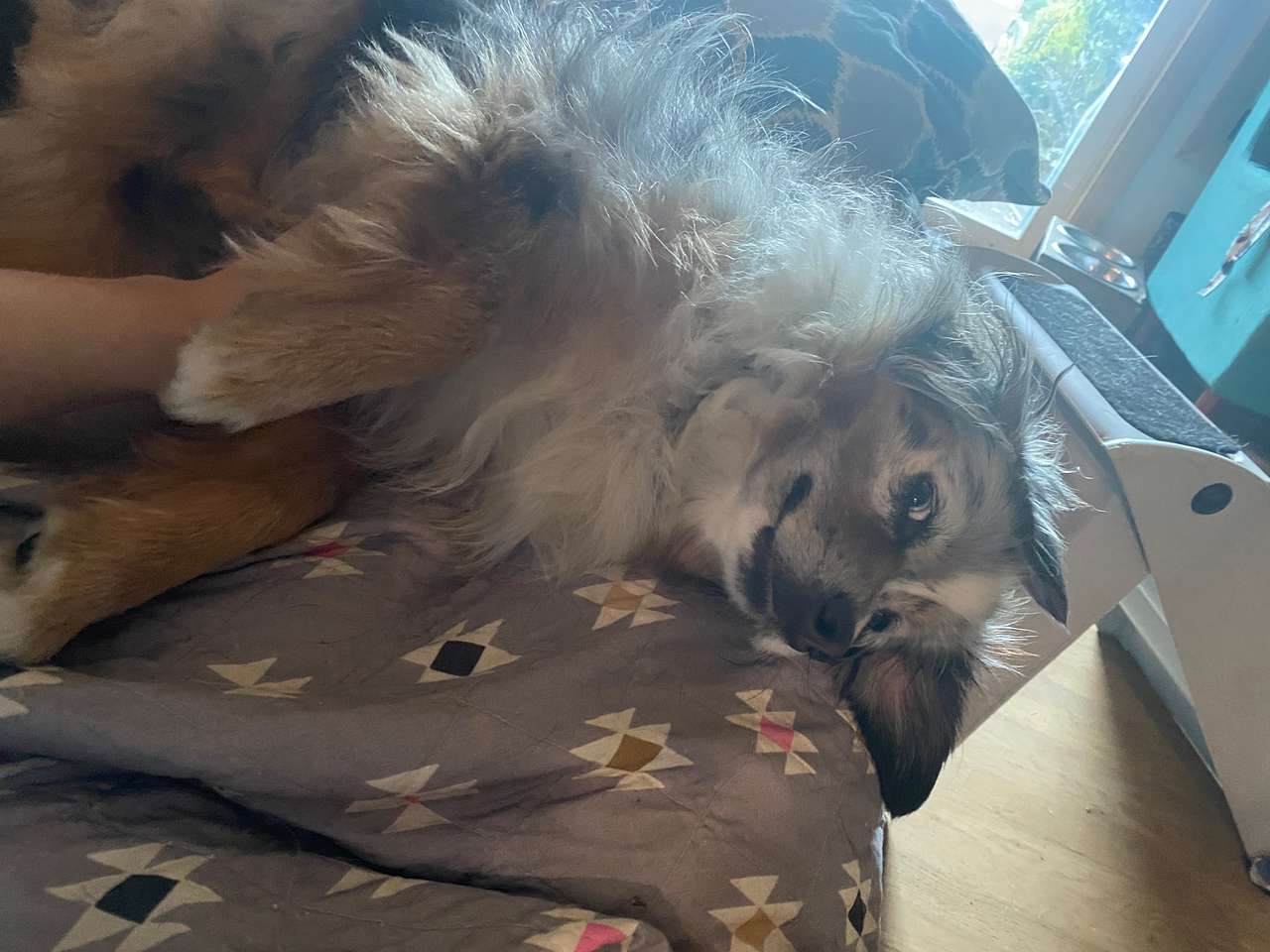 Echo is our most barky dog but she’s a sweetheart 
