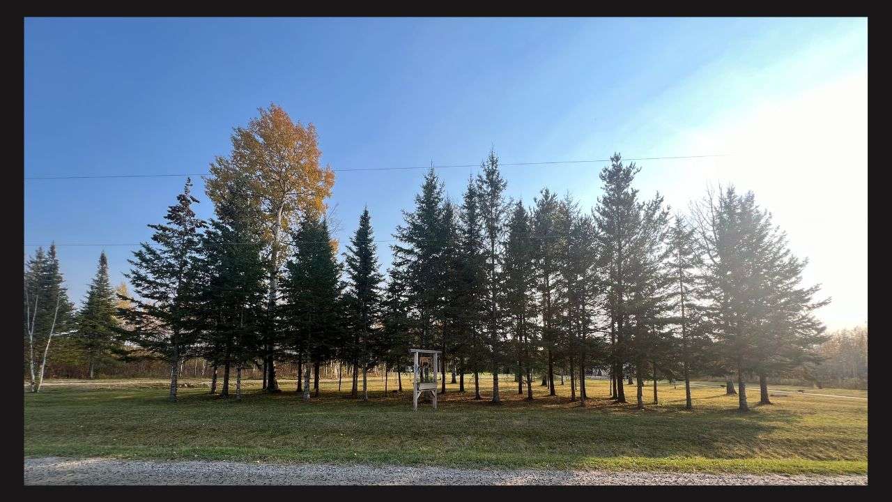 Bear Camp - Forest Stay