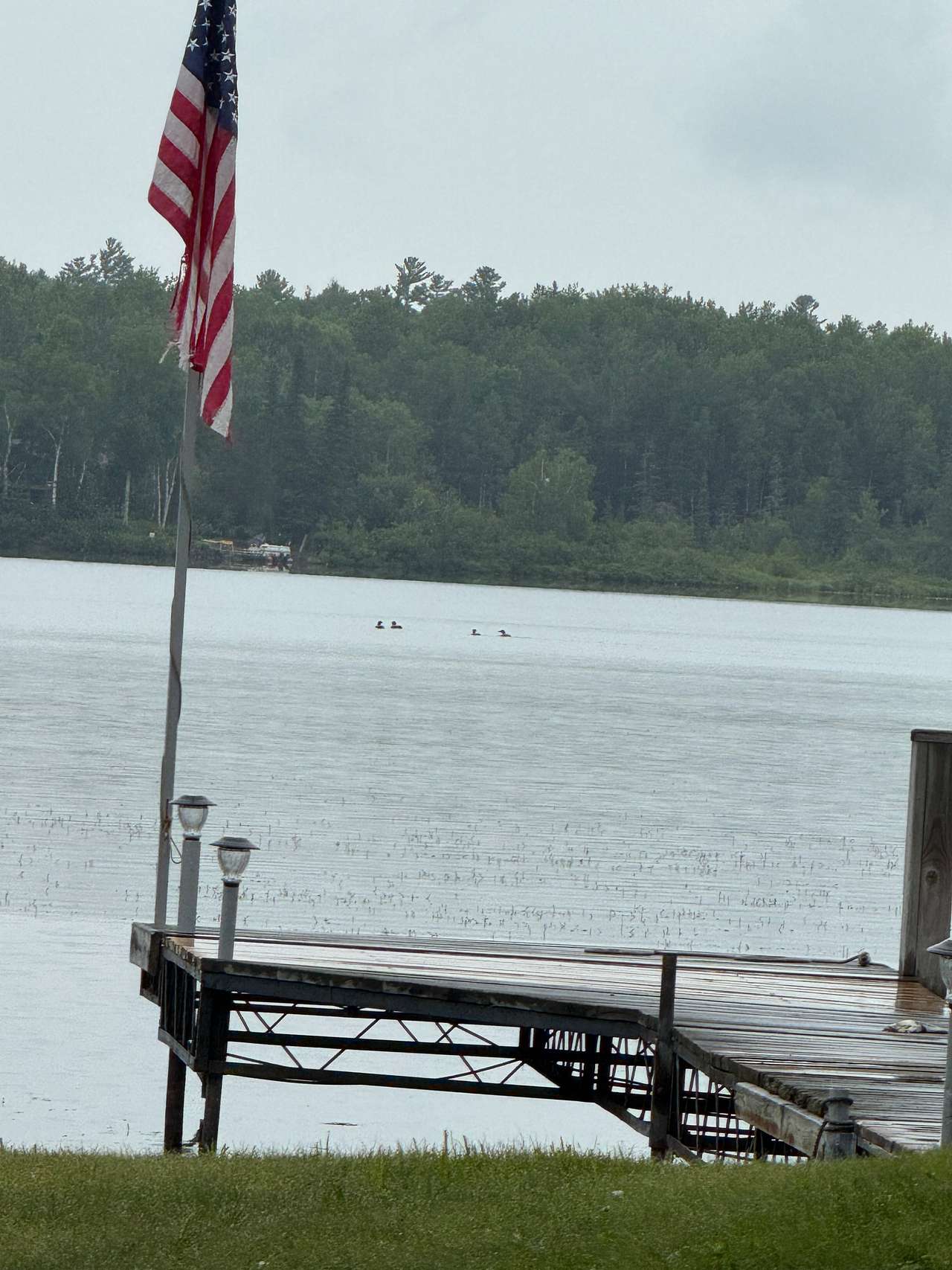 Loons!!