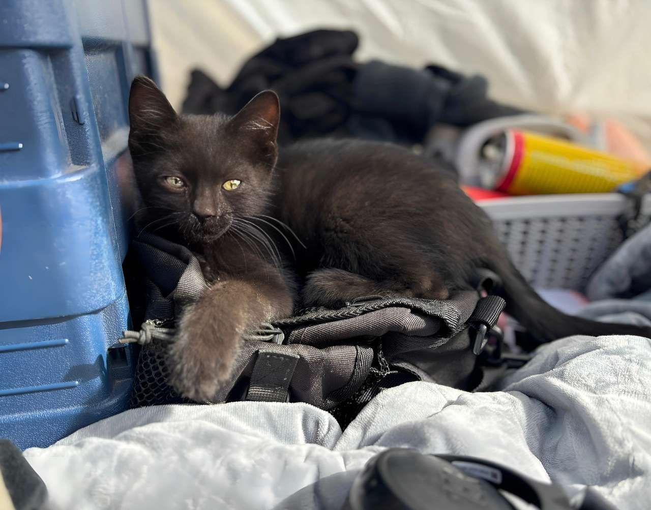 Kitten 1 