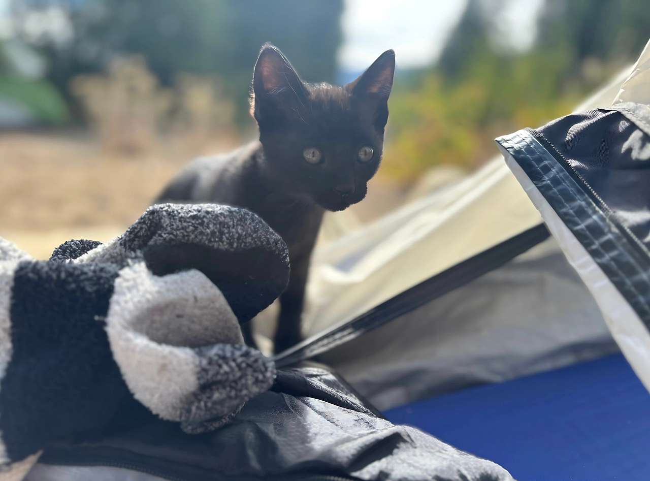 Kitten 2. They were so cute 