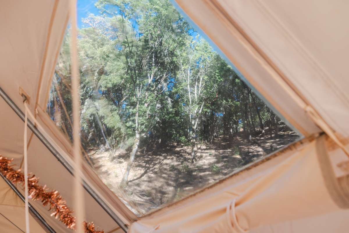 The view into the trees from the Golden Bowl yurt