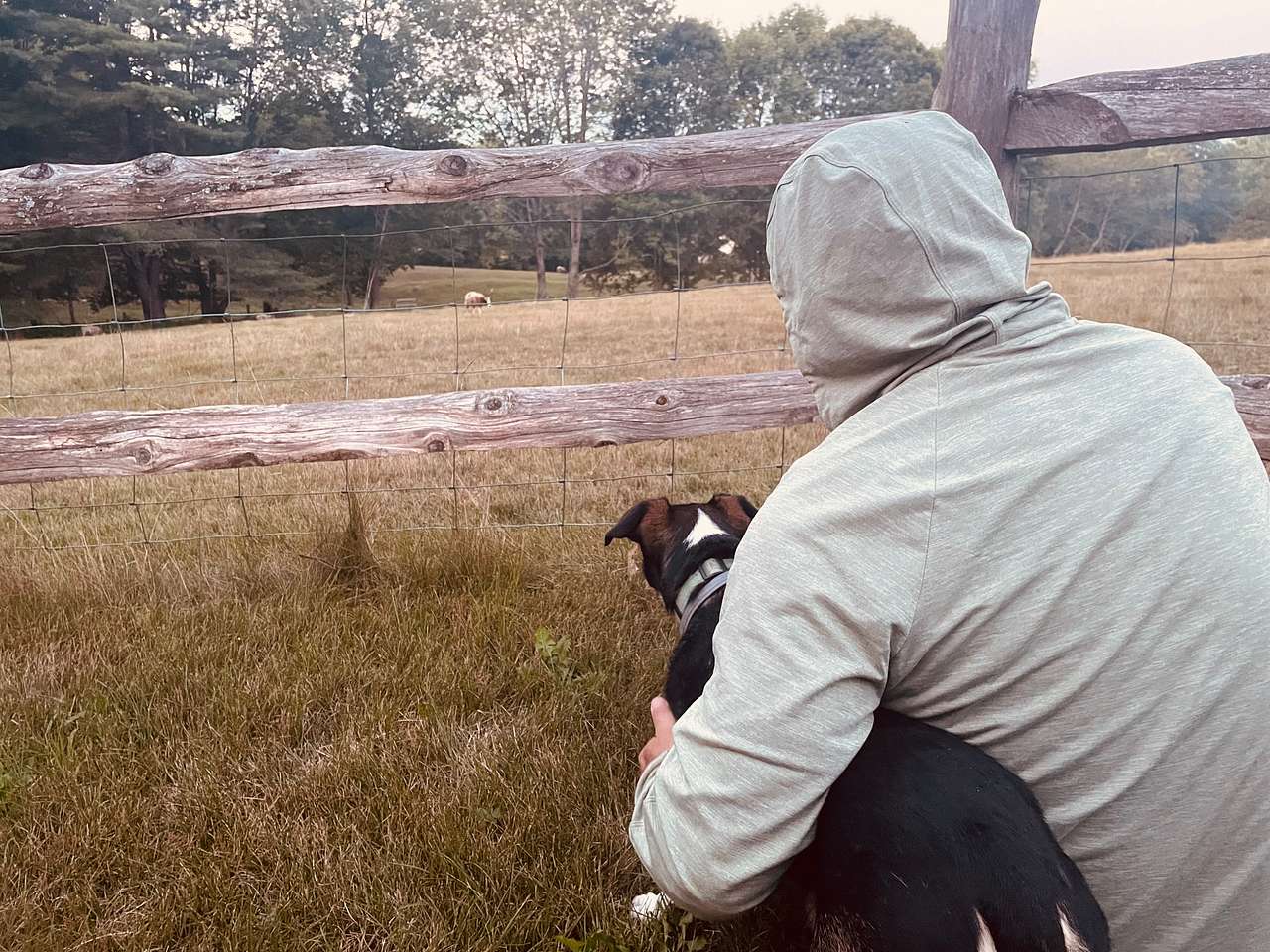 Banjo memorized by the sheep 