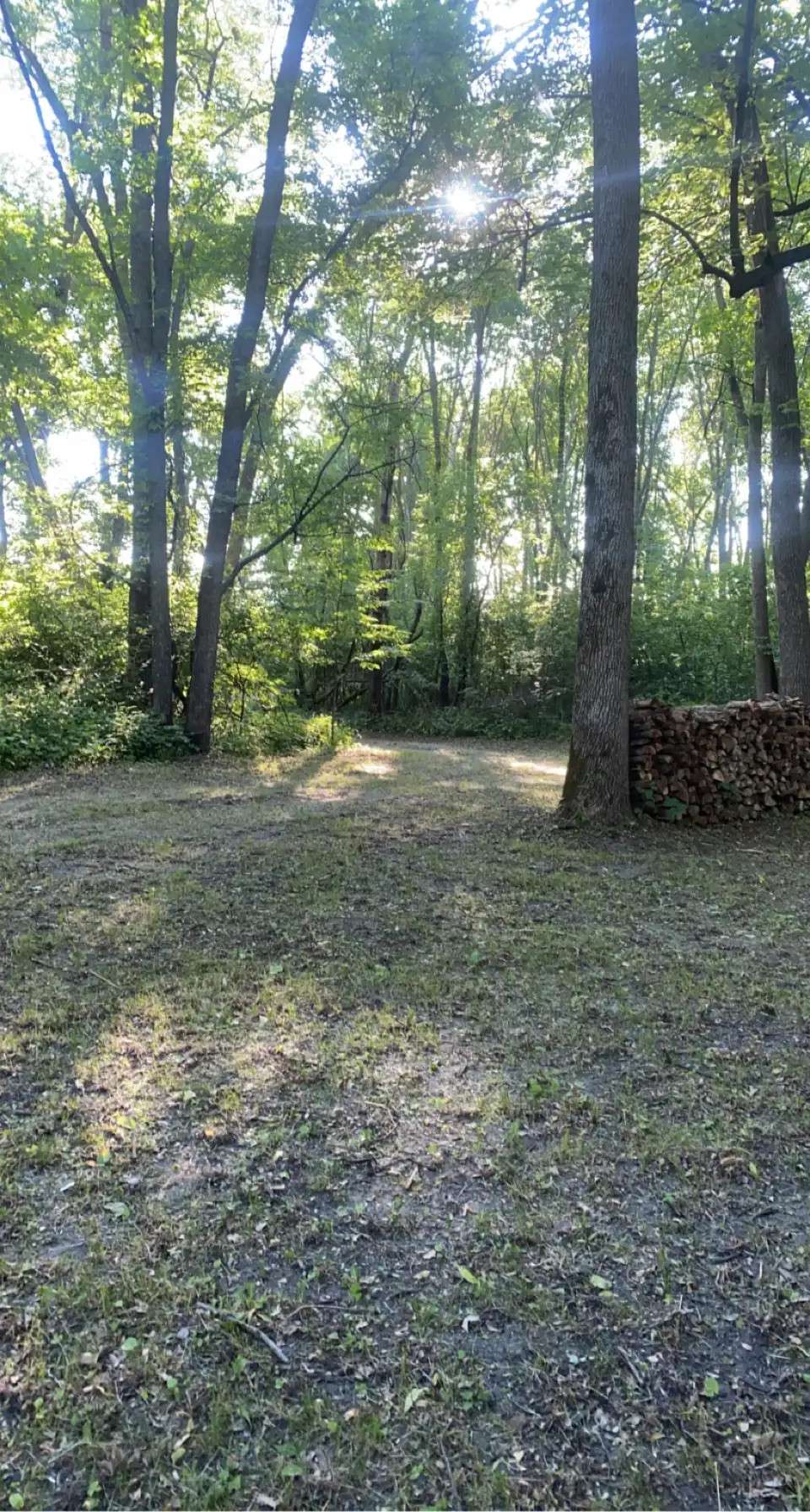 The Woods