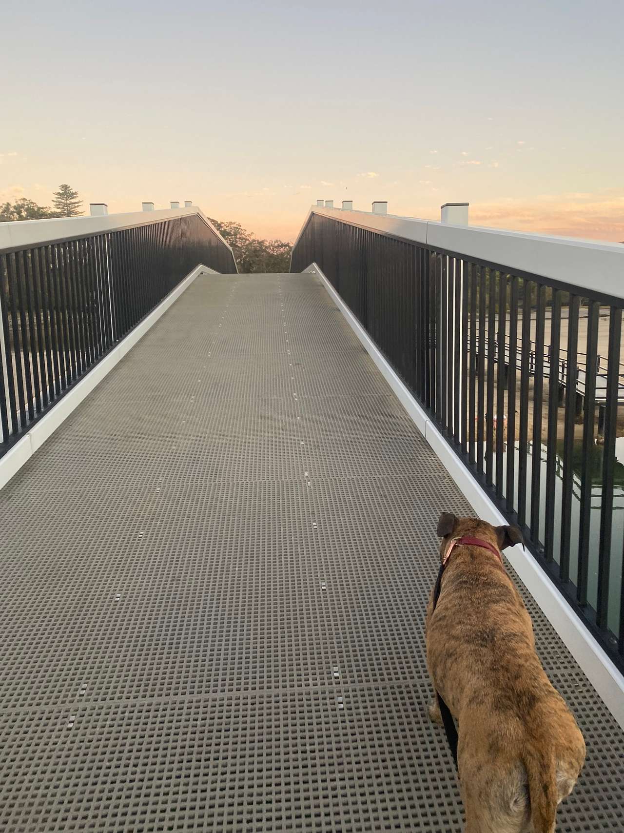 Walk to dog beach