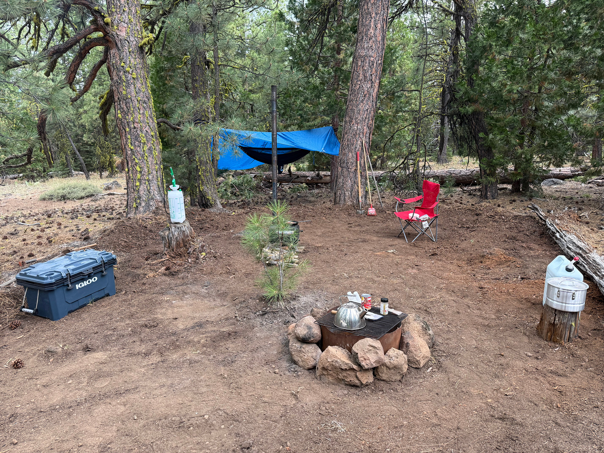 Nestled in the pines … plenty of spots for hammock camping or tent - 